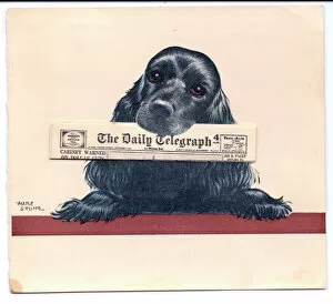 Newspaper Gallery: Dog with Daily Telegraph newspaper on a greetings card
