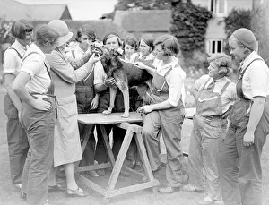Dental Gallery: Dog Dentist 1930S