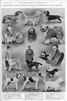 Dog show at Hastings