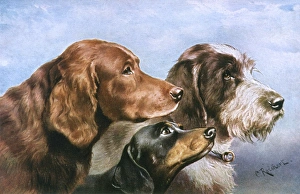 Three Dog Heads Three Dog Heads