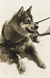 Dog from Jungfrau Railway Polar Dog Colony Dog from Jungfrau Railway Polar Dog Colony