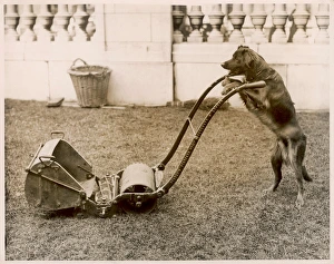 <b class=qtipBold><figcaption>Dog Mowing the Lawn</figcaption></b><br>A clever dog that can push a lawnmower. However, his sense of direction is somewhat lacking...<br><em>© Mary Evans Picture Library</em> Dog Mowing the Lawn