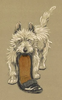 <b class=qtipBold><figcaption>Dog with Slipper / Aldin</figcaption></b><br>A white Scots Terrier with a black slipper or shoe.<br><em>© Mary Evans Picture Library</em> Dog with Slipper / Aldin