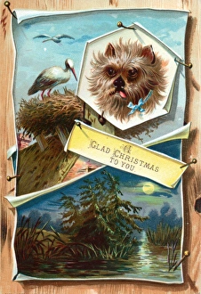 Dog, stork on nest and moonlight scene on a Christmas card Dog, stork on nest and moonlight scene on a Christmas card