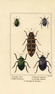 Wasp Gallery: Dogbane beetle, banksia jewel beetle, etc