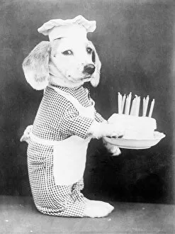 Chef Collection: Doggy Birthday Cake