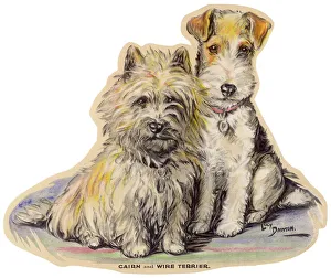 Dogs, Cairn and Wire Terrier, Dawson Dogs, Cairn and Wire Terrier, Dawson