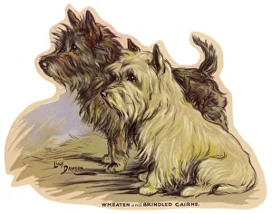 <b class=qtipBold><figcaption>Dogs, Cairns, Dawson</figcaption></b><br>Wheaten and Brindled Cairn Terriers<br><em>© Mary Evans Picture Library 2015 - https://copyrighthub.org/s0/hub1/creation/maryevans/MaryEvansPictureID/10472631</em> Dogs, Cairns, Dawson