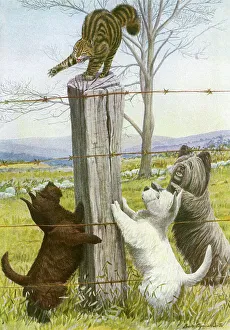 <b class=qtipBold><figcaption>Three dogs harass a cat</figcaption></b><br>Three dogs harass a cat. A Scottish Terrier, West Highland Terrier and a Skye Terrier surround a cat that has adopted a defensive posture on top of a fence post Date: 20th century<br><em>© Mary Evans Picture Library 2015 - https://copyrighthub.org/s0/hub1/creation/maryevans/MaryEvansPictureID/10555107</em> Three dogs harass a cat