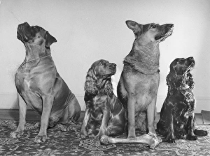 Four dogs looking up Four dogs looking up