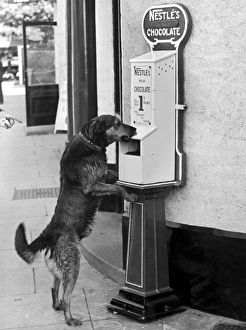 <b class=qtipBold><figcaption>Dogs Love Chocolate</figcaption></b><br>Punch has been trained by his owner to carry messages and pick up litter. Here he tries to use the chocolate dispenser<br><em>© Mary Evans Picture Library</em> Dogs Love Chocolate
