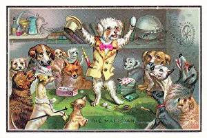 Dogs watching a dog magician on a Christmas card Dogs watching a dog magician on a Christmas card