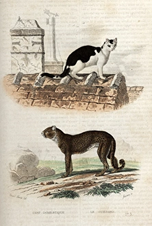 Domestic cat on a roof and a cheetah Domestic cat on a roof and a cheetah
