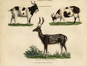 Dalmatian Gallery: Domestic goats and fallow or venison deer