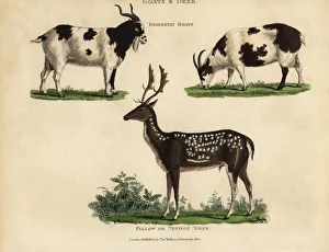 Domestic goats and fallow or venison deer Domestic goats and fallow or venison deer