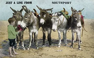 Donkeys on the beach at Southport, Cheshire (Merseyside) Donkeys on the beach at Southport, Cheshire (Merseyside)