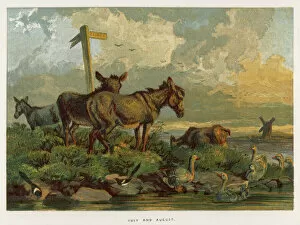 Donkeys Gallery: Donkeys / Meadow 1862