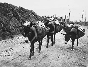<b class=qtipBold><figcaption>Donkeys in World War I</figcaption></b><br>Donkeys carrying soup to the front lines at Maurepas, Somme on the French front during World War I in October 1916<br><em>© Mary Evans/Robert Hunt Collection/Imperial War Museum</em> Donkeys in World War I