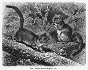 <b class=qtipBold><figcaption>DORMOUSE</figcaption></b><br>(muscadinus avellanarius) The hazel dormouse has a cousin named the Edible Dormouse, but this one rarely if ever features on the menu except during Prussian sieges<br><em>© Mary Evans Picture Library</em> DORMOUSE