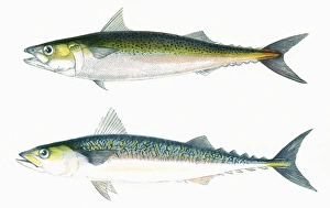 Dotted Mackerel and Scribbled Mackerel Dotted Mackerel and Scribbled Mackerel