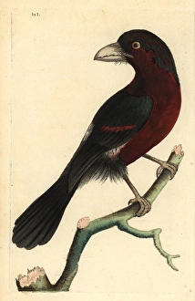 Double-toothed barbet, Lybius bidentatus Double-toothed barbet, Lybius bidentatus