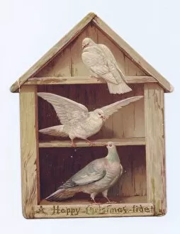 Two doves and a pigeon on a shaped Christmas card