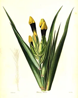 Downy-flowered witsenia, Witsenia maura Downy-flowered witsenia, Witsenia maura