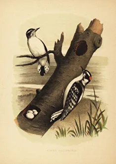 Downy woodpecker, Dryobates pubescens Downy woodpecker, Dryobates pubescens