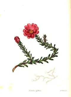 Dr. Gillies portulaca, Portulaca gilliesii Dr. Gillies portulaca, Portulaca gilliesii