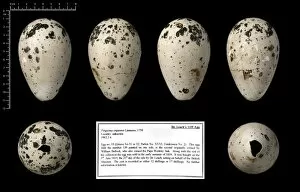Images Dated 13th October 2005: Dr Leachs 139 great auk egg
