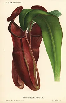Dr. Maxwell Masters pitcher plant, Nepenthes x mastersiana Dr. Maxwell Masters pitcher plant, Nepenthes x mastersiana