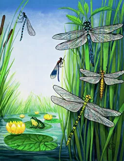 Frog Gallery: Dragonflies