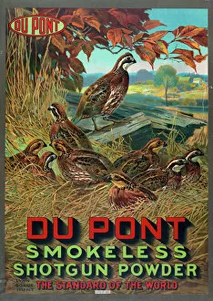 Shooting Gallery: Du Pont smokeless shotgun powder - the standard of the world
