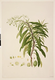 Duboisia myoporoides R. Br. Prodr.: 448 (1810), Solanaceae Duboisia myoporoides R. Br. Prodr.: 448 (1810), Solanaceae