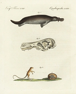 Duck-billed platypus and meadow jumping mouse Duck-billed platypus and meadow jumping mouse