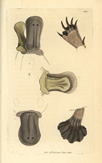 Duck-billed platypus, Ornithorhynchus anatinus Duck-billed platypus, Ornithorhynchus anatinus