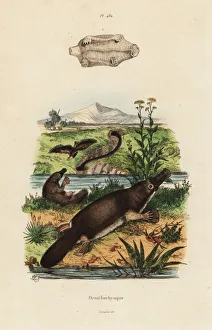 Duck-billed platypus, Ornithorhynchus anatinus Duck-billed platypus, Ornithorhynchus anatinus