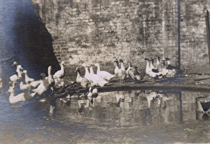 Duck pond with ducks, Madresfield, Worcestershire Duck pond with ducks, Madresfield, Worcestershire