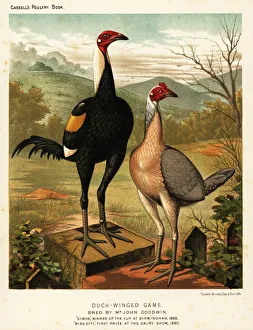 Duck-winged game birds: Simon and Miss Etty Duck-winged game birds: Simon and Miss Etty