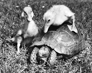 Images Dated 23rd March 2016: Ducklings and Tortoise