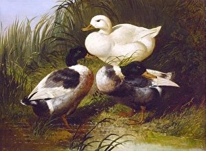 Ducks by a Stream, by John Frederick Herring Jr Ducks by a Stream, by John Frederick Herring Jr
