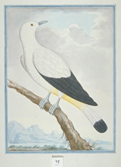 Ducula bicolor, pied imperial pigeon Ducula bicolor, pied imperial pigeon