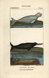 Dugong, Dugong dugon (vulnerable) and Amazon Dugong, Dugong dugon (vulnerable) and Amazon