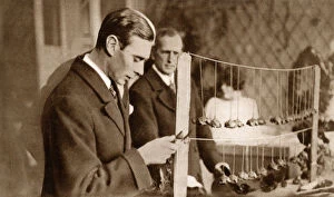 London Collection: Duke of York - inspecting Armistice Day Poppies