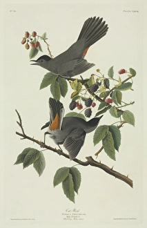 Dumetella carolinensis, grey catbird Dumetella carolinensis, grey catbird