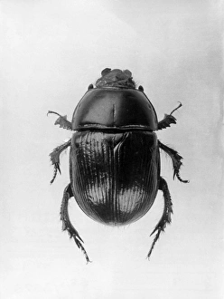 <b class=qtipBold><figcaption>Dung Beetle</figcaption></b><br>A Dung Beetle. Date: 1960s<br><em>© Mary Evans Picture Library</em> Dung Beetle
