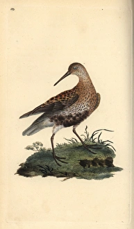 Sandpipers Gallery: Dunlin Collection