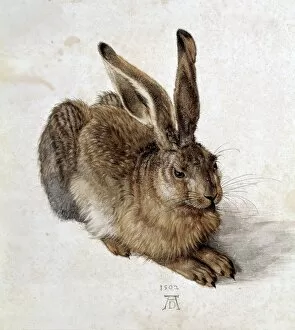 Watercolor paintings Collection: DURER, Albrecht (1471-1528). Hare. 1502. Renaissance
