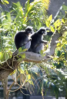Asian Mammal Images Prints: Dusky Leaf Monkey