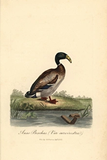 Dutch Hookbill Duck Dutch Hookbill Duck